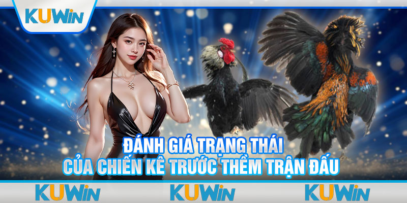 Đánh giá trạng thái của chiến kê trước thềm trận đấu