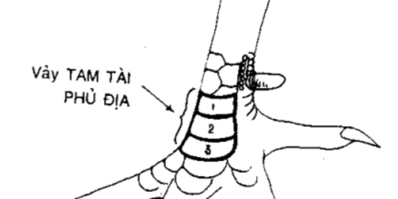 Một số giống gà có đôi vảy phủ địa