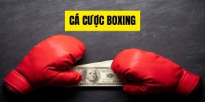 Cá Cược Boxing - Hướng Dẫn Dễ Hiểu Cho Người Mới Bắt Đầu