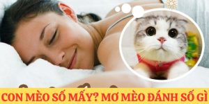 Cùng khám phá sổ mơ để biết con mèo số mấy.