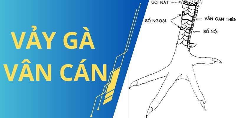 Vảy Gà Vấn Cán Có Tốt Không? Cách Nuôi, Chăm Gà Đá Hay