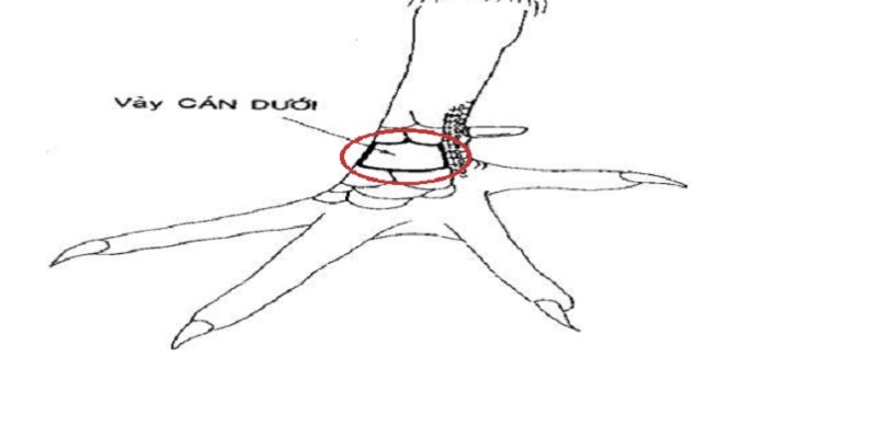 Kết cấu gắn liền, bền chắc